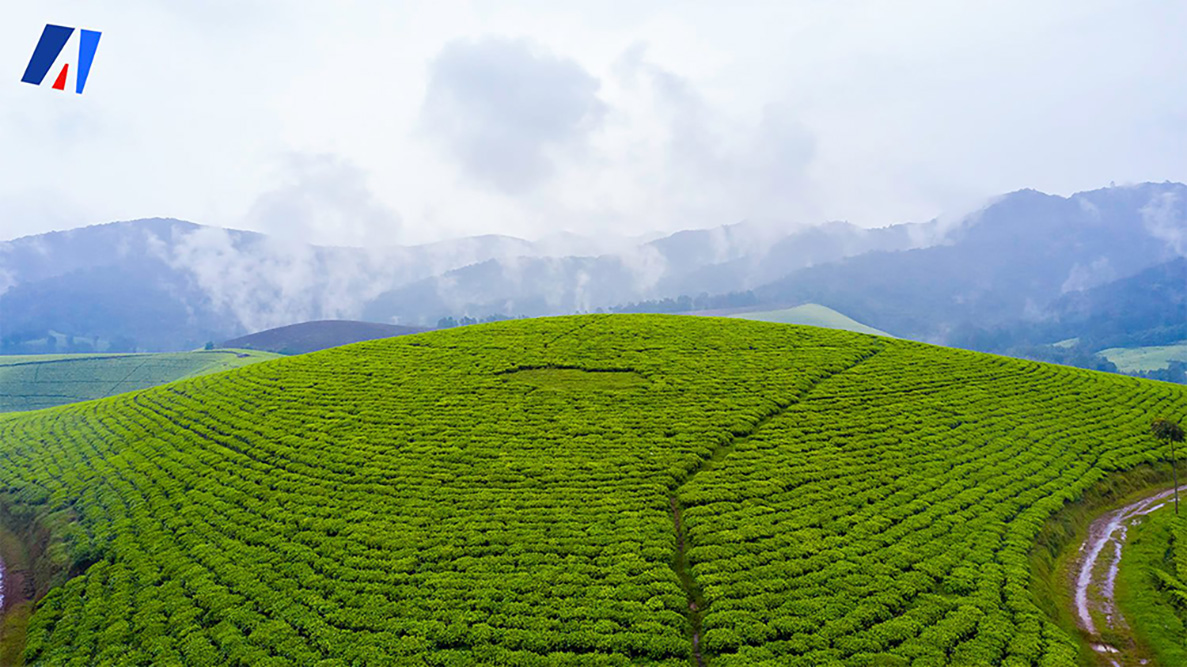 Les plantations de thé de Teza